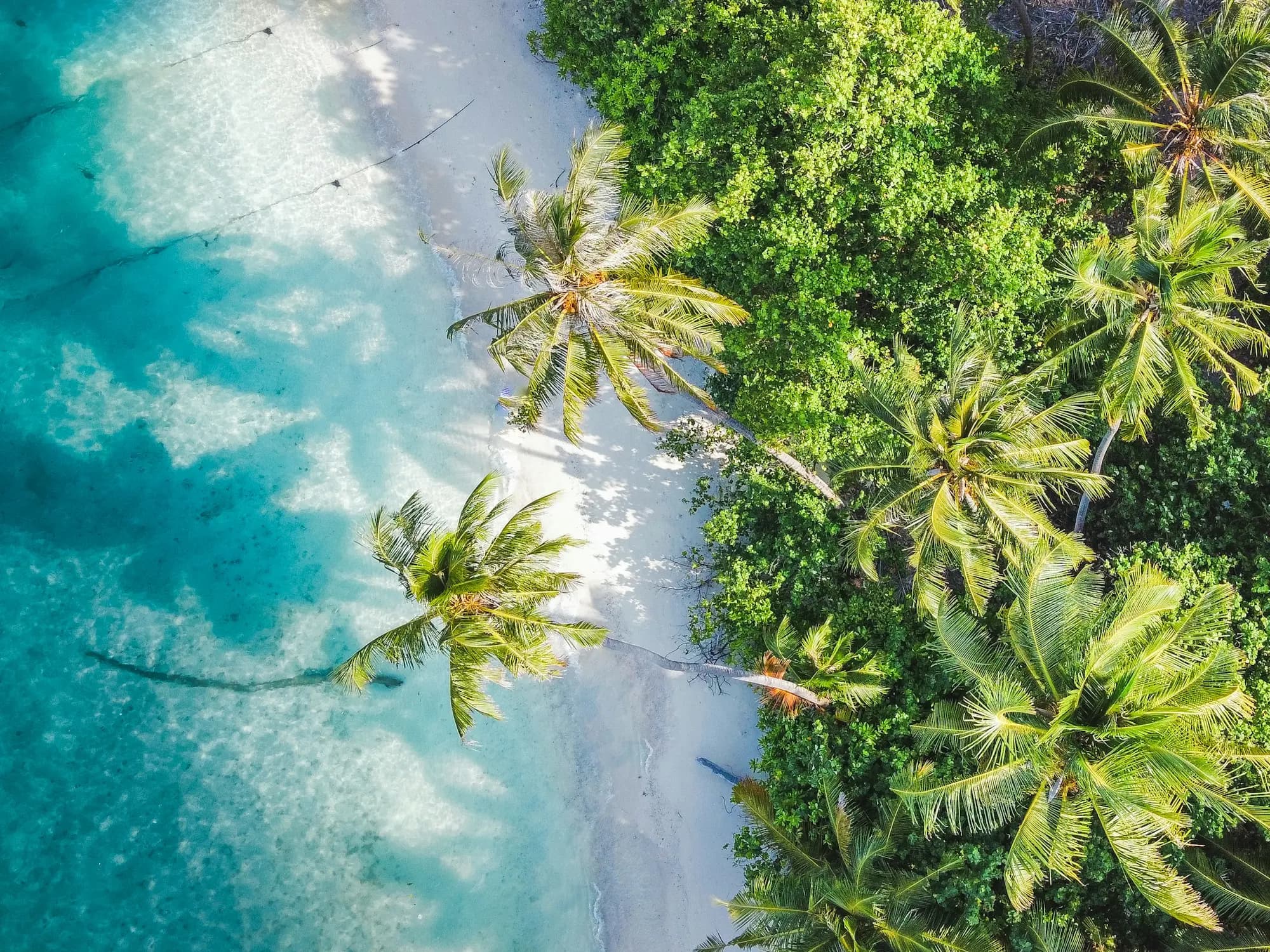 Tropical beach with turquoise water and palm trees in Riviera Maya